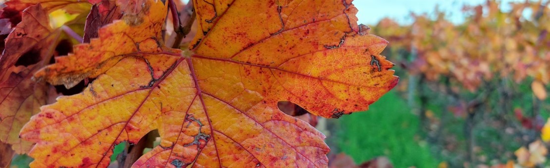 Feuille d'automne